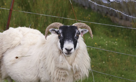 Sheep in front of barbed wireの写真素材