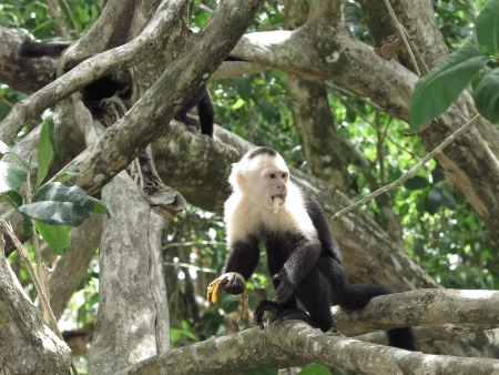 White faced monkey eating a banana on a branch