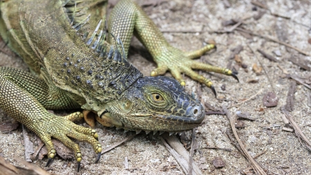 Green iguana head and feetの写真素材