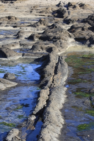Petrified trees at Curio Bay in New Zealandの写真素材