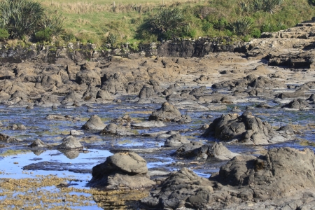 Petrified remains of a forest at Curio Bay in New Zealandの写真素材