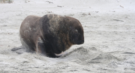 Large sealion in New Zealandの写真素材