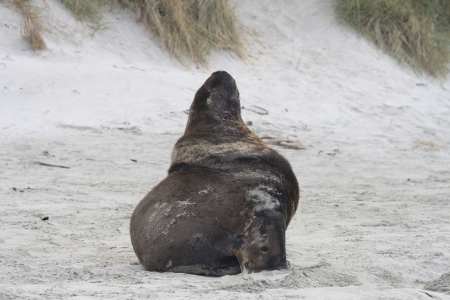 Huge sea lion sitting on beach in New Zealandの写真素材