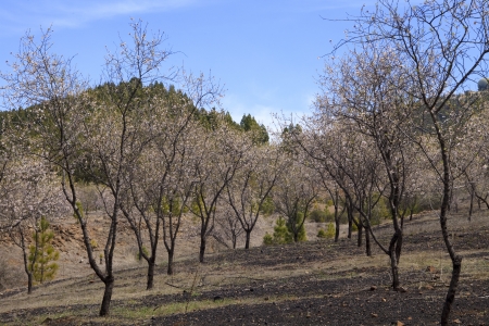 Almond trees in a spanish orchardの写真素材