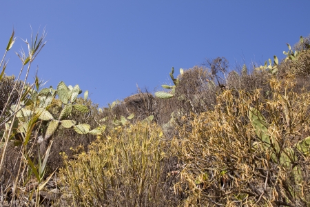 Dry and subtropical landscape with cactus and branchesの写真素材