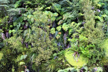 Plants and trees in a subtropical forestの写真素材