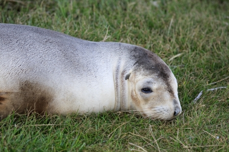 New Zealand fur seal lying on grassの写真素材