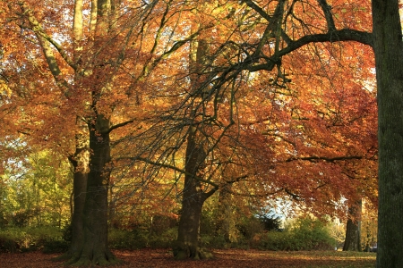 Beautiful colorful trees in autumnの写真素材