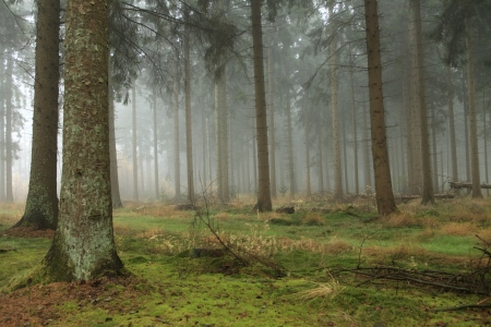 Foggy pine forest in the fallの写真素材