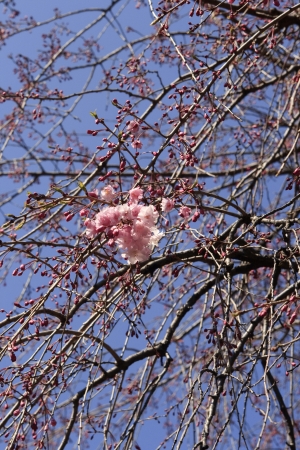 Japanese cherry blossom in spring の写真素材