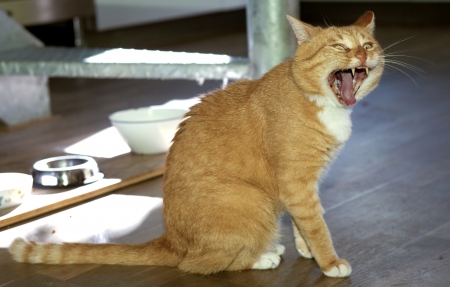 Red cat yawning in kitchenの写真素材