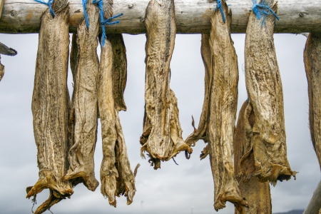 monkfish drying on stacksの写真素材