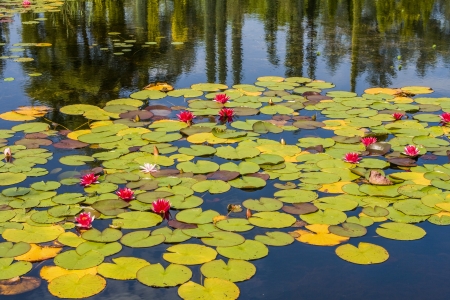 Beautiful red waterlilies in a reflecting pondの写真素材