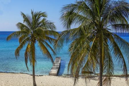Caribbean beach  with palm treesの写真素材