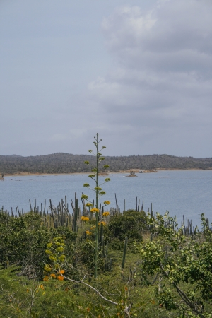 Ocean and plants on coastline of Bonaireの写真素材