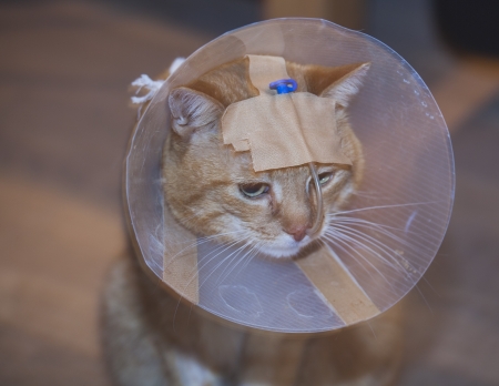 Sick cat in a cone with tubeの写真素材