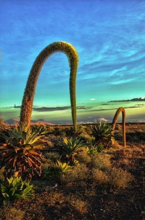 Volcanic landscape with cactuses, Lanzarote Island, Spain

の写真素材