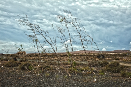 Bent plants in the wind on a lava soilの写真素材