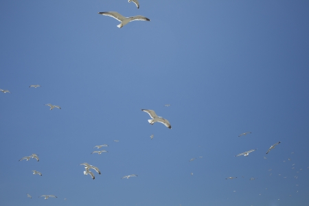 Seagulls flying in a blue skyの写真素材