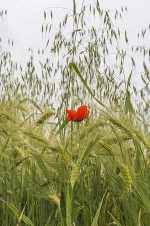 Close-up of red poppy flower in asummer fieldの写真素材