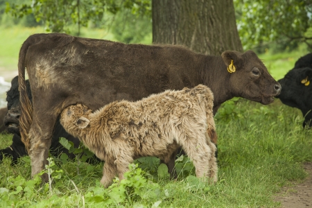 Galloway calf drinking from its mother in the grassの写真素材