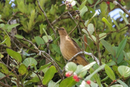Clay-colored Thrush, Turdus grayi on a branch in Costa Ricaの写真素材