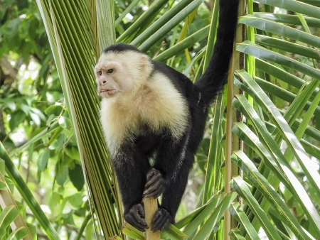 White faced monkey in  palm treeの写真素材