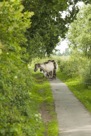 Semi-wild Konik horses walking together on a bike path in the Netherlandsの写真素材