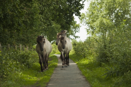 Semi-wild Polish Konik horses walking on a bike path in the Netherlands walking towards cameraの写真素材