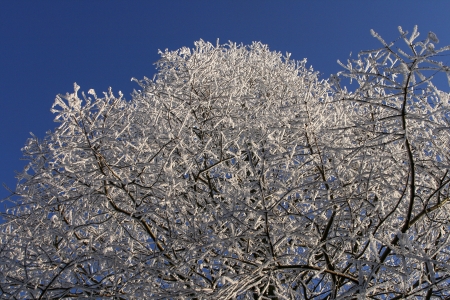 upper part of tree with ice and snow against a blue skyの写真素材