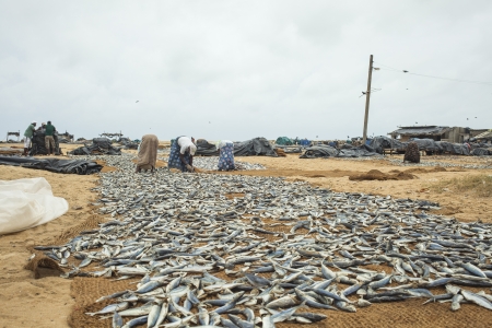 NEGOMBO, SRI LANKA-AUG 12  People turning fish to dry in the sun on the beach in Negombo on august 12, 2013 のeditorial素材