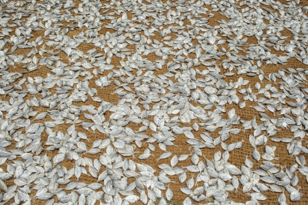 Drying fish on a mat on the beach in Negombo, sri lanka

の写真素材