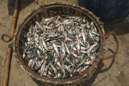 Big wooden basket filled with freshly caught fishの写真素材