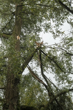 Storm damage. Broken branches from big tree in the forest

の写真素材
