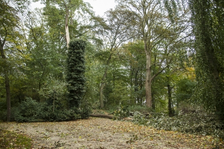 Broken trees in the park after a big stormの写真素材