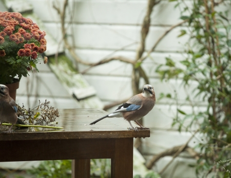 Eurasian jay sitting on a table in urban  gardenの写真素材
