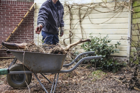 NETHERLANDS- MARCH 15 Gardener pruning and taking branches and roots out of earth into wheelbarrow on March 15, 2010  Spring is a good month for landscaping a gardenのeditorial素材