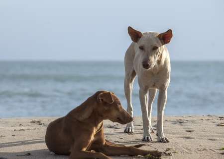 Two lonely dogs on the beach of Sri Lanka