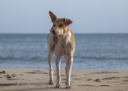 Cute homeless stray dog on the beach in Sri Lankaの写真素材