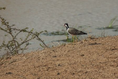 Red wattled lapwing on the shore of a lake in Yala NP, Sri Lankaの写真素材