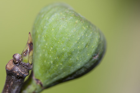 Branch from fig tree with small figの写真素材