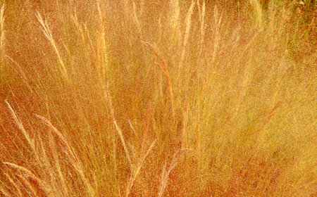Close up of golden grass の写真素材