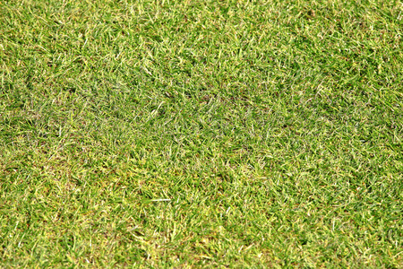 Close up of green grassの写真素材