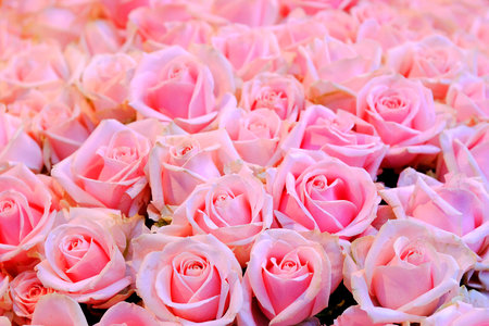 Close up of a bunch of pink roses の写真素材