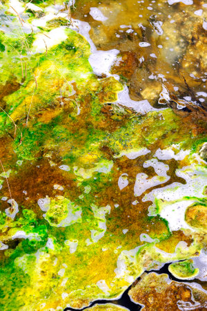 Geo thermal algae in a stream coming from a volcanic lake