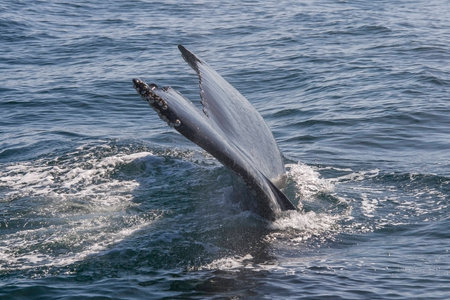 Tail fin of the mighty humpback whale (Megaptera novaeangliae) seen from the boat near Husavik, Iceland

の写真素材