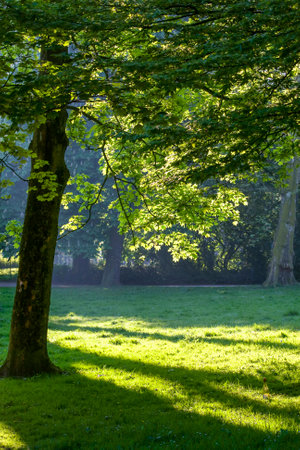 beautiful sunlight on trees in early morningの写真素材
