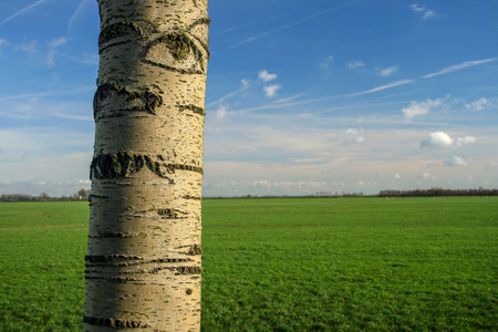 Close up of a birh treeの写真素材