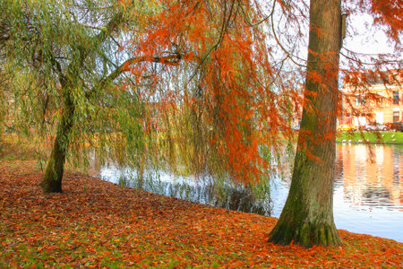 Red foliage in the parkの写真素材