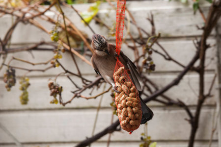 Eurasian jay eating peanuts from a feeding bag in gardenの写真素材